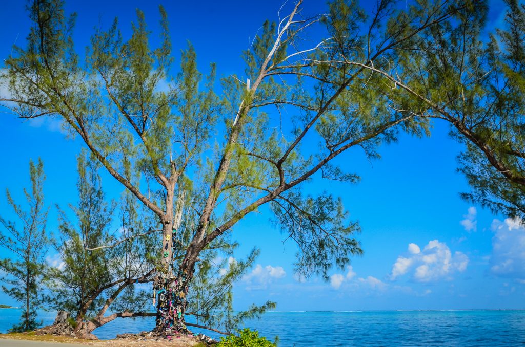 Cayman Shoe Tree - Grand Cayman