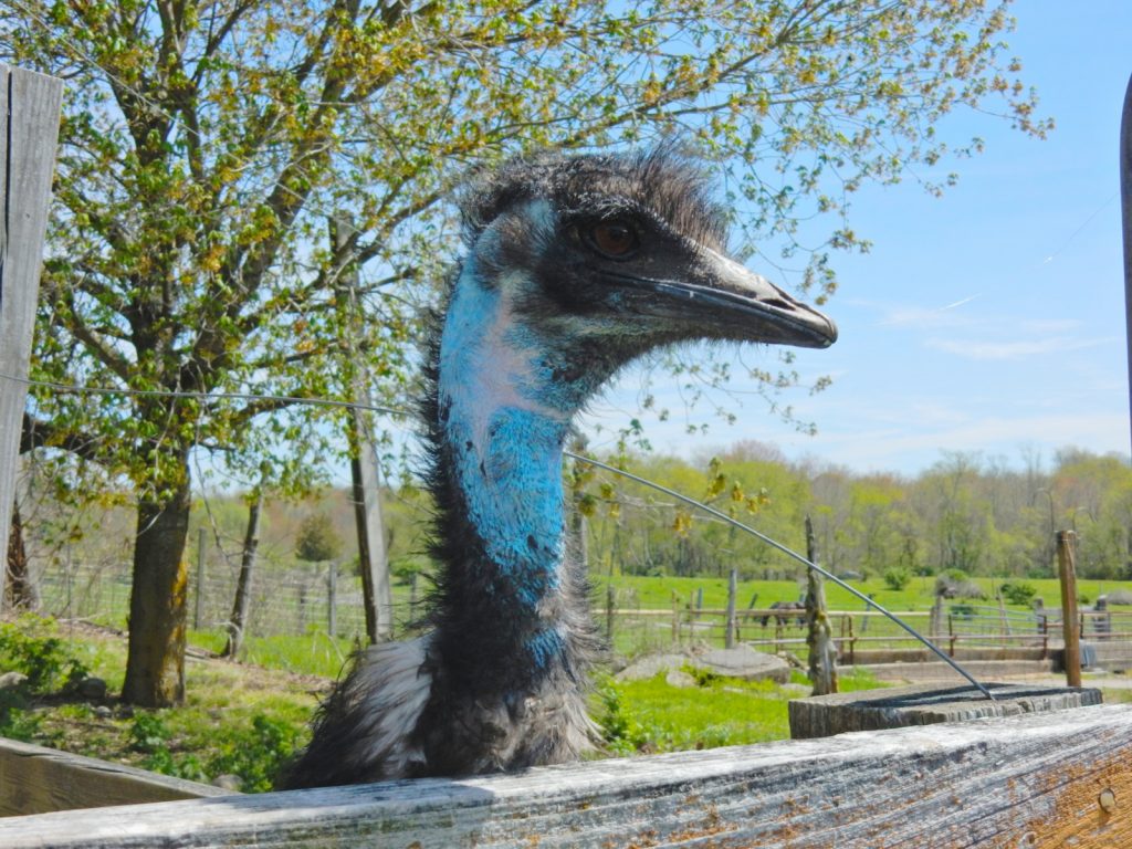 Emu, Creamery Brook Bison, Brooklyn CT