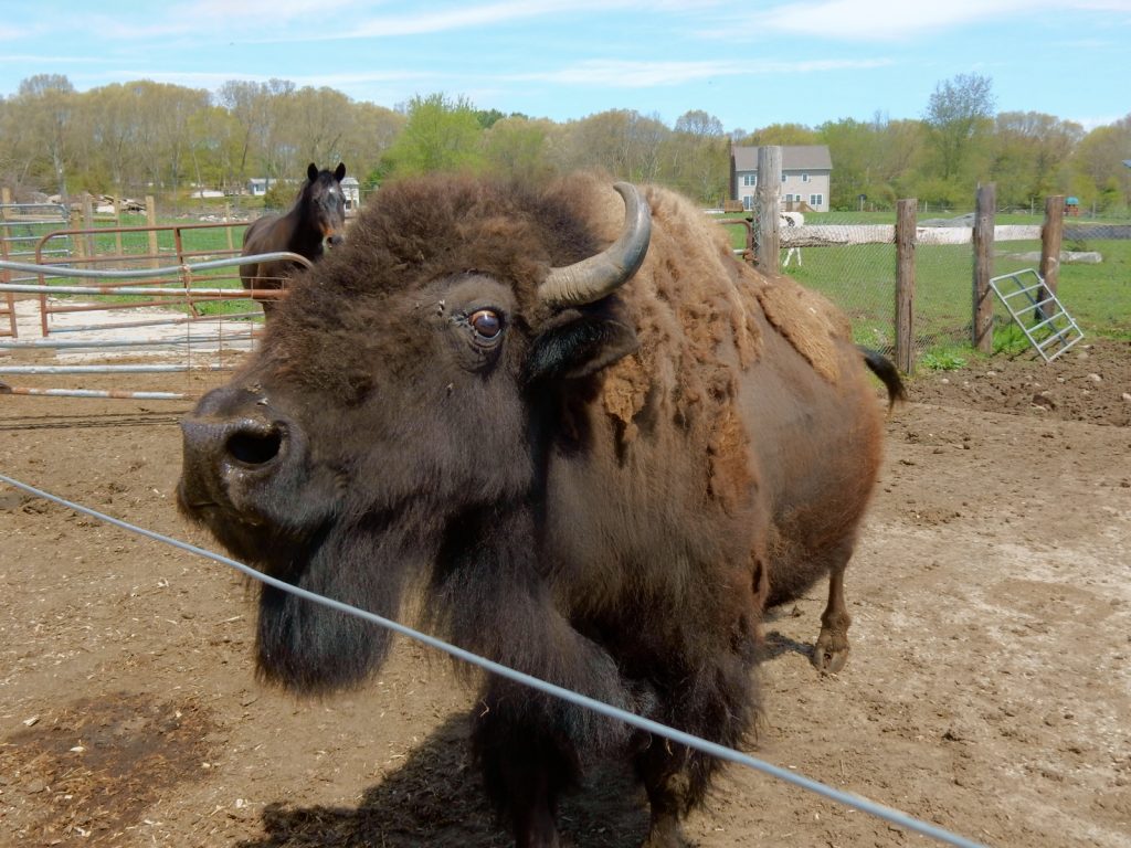 Grunt, Creamery Brook Bison, Brooklyn CT