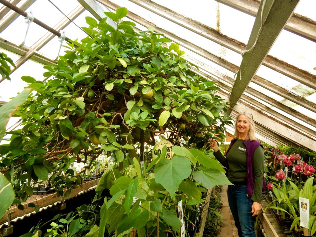 Laurelynn Martin near American Wonder Lemon Tree, Logee's, Danielson CT