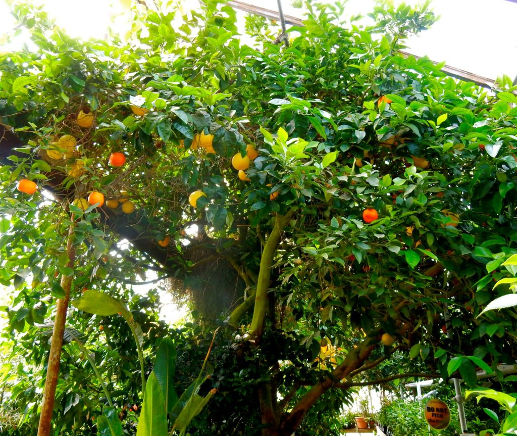 Multi-Citrus Tree, Logee's, Danielson CT