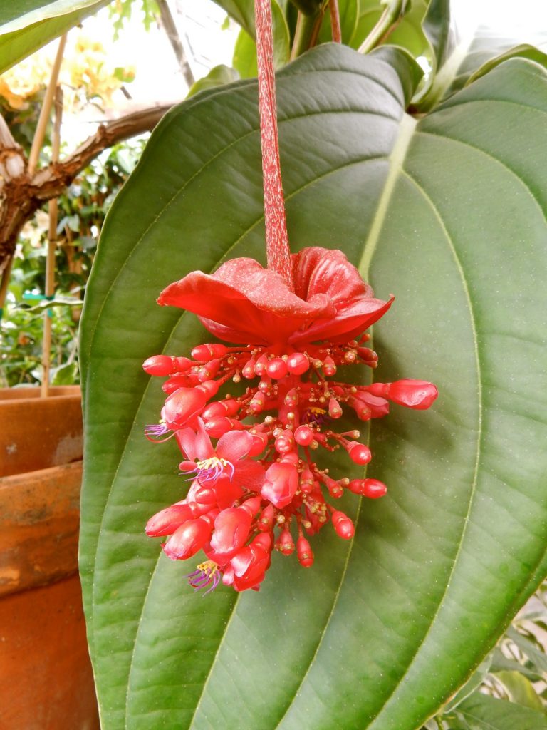 Rare Medenilla plant, Logee's, Danielson CT