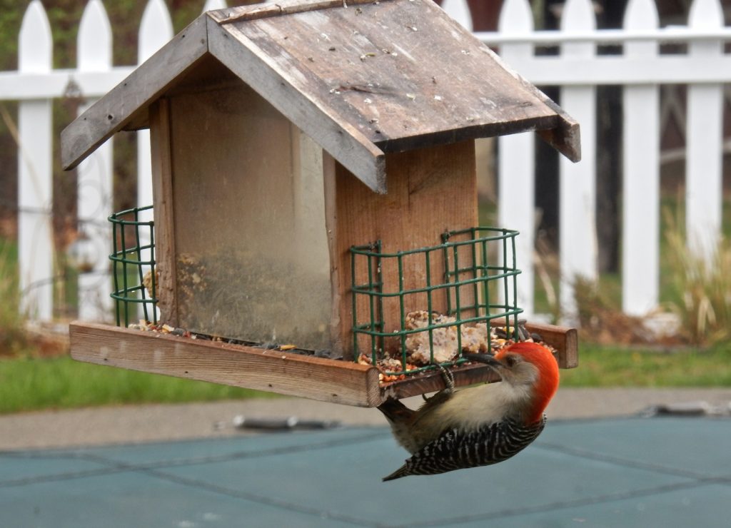Bird on feeder outside window Wooden Duck BnB Sussex County NJ