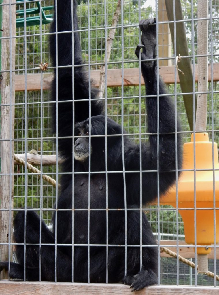 Chimp Plumpton Park Zoo Rising Sun M