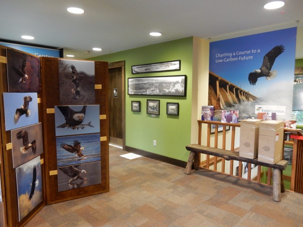 Eagle Photos, Conowingo Dam Visitors Center MD