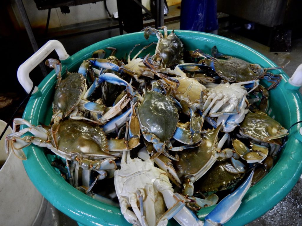 Chesapeake Bay crabs in bucket