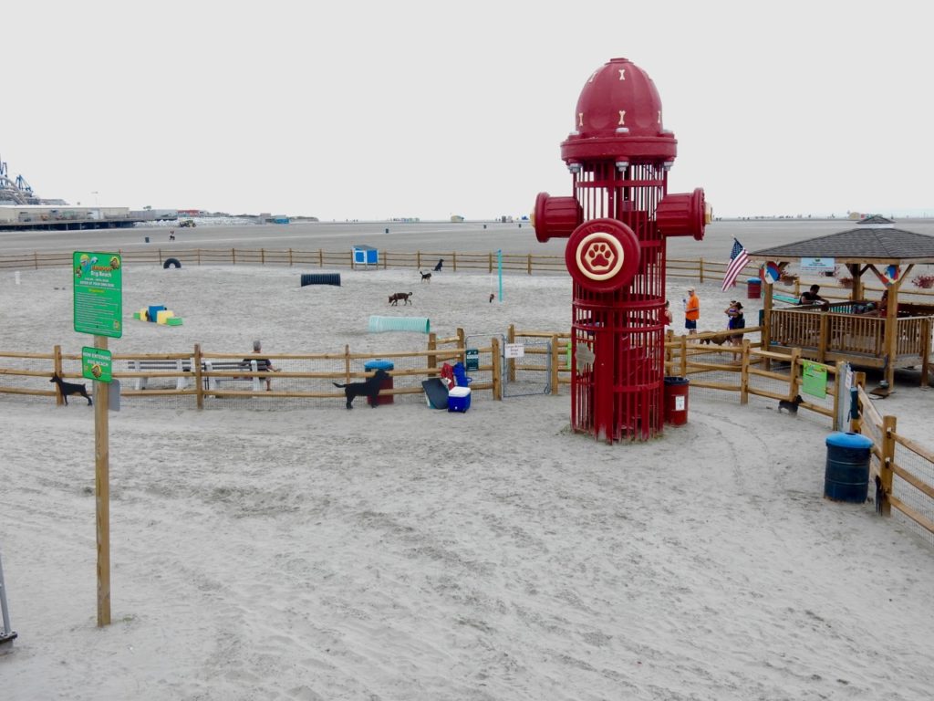 Dog Beach Wildwood NJ