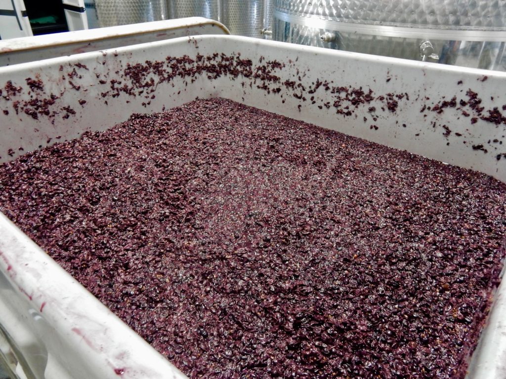 Hand picked grapes, Old Westminster Winery MD