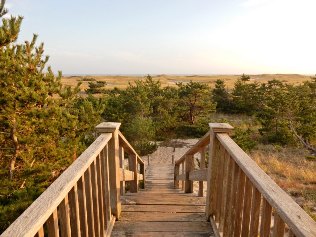 Wild Nantucket Surfside