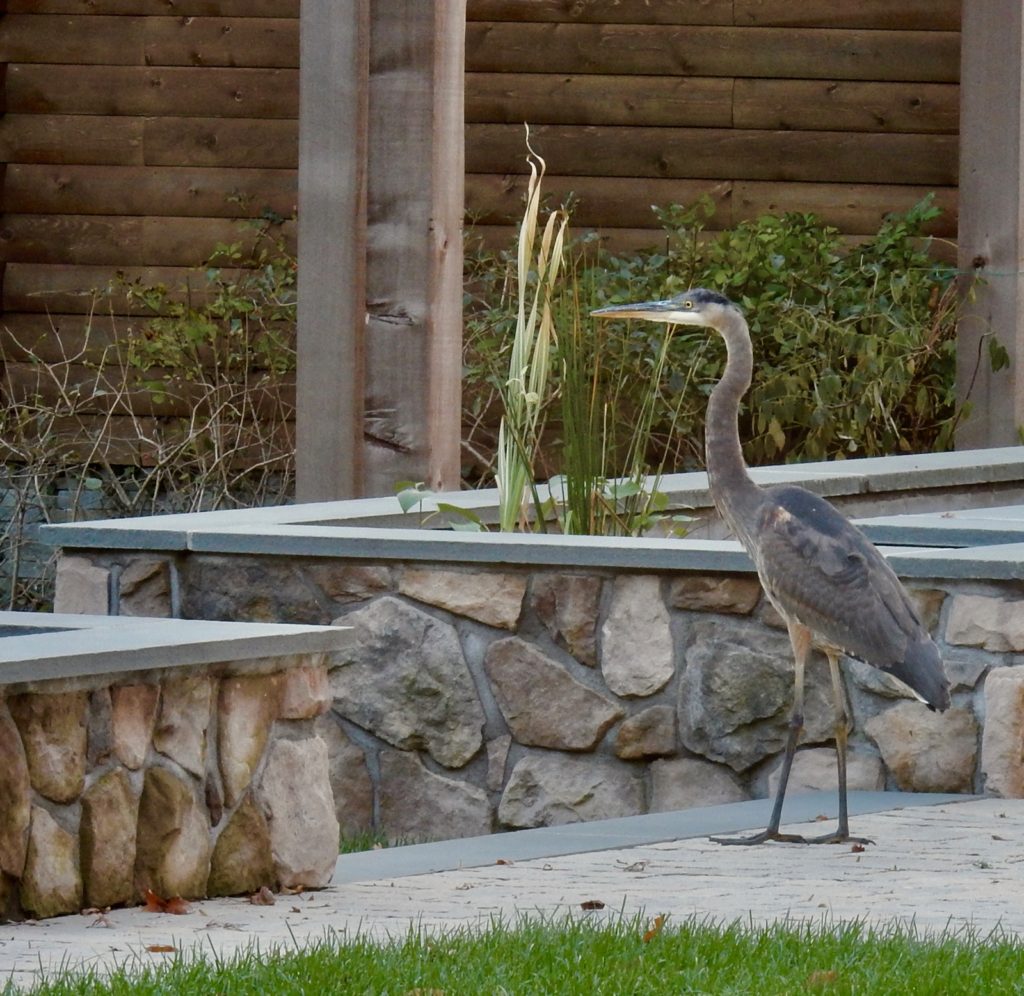 Hungry Heron outside Chatfield Hollow Inn Killingworth CT