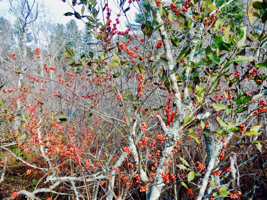 Winterberry Holly Chatfield Hollow SP Killingworth CT