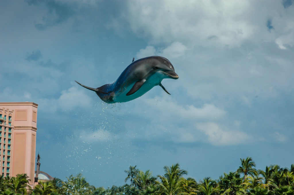 Nassau Bahamas Flying Dolphin