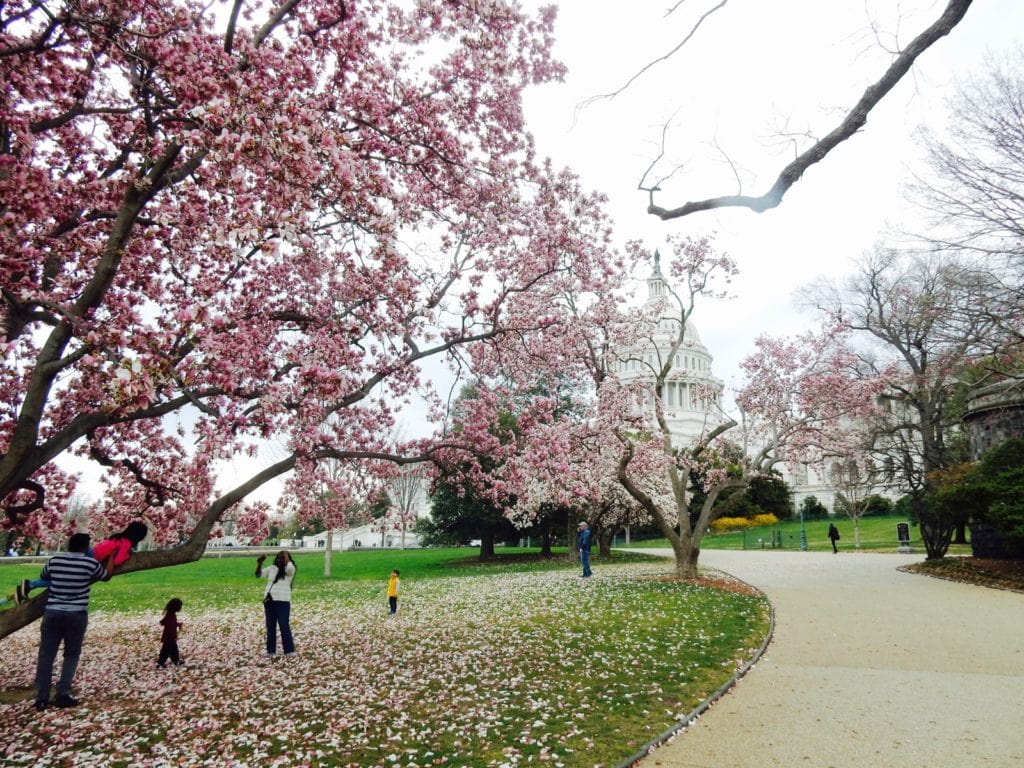 US Capitol Building Through Cherry Blossoms Washington DC