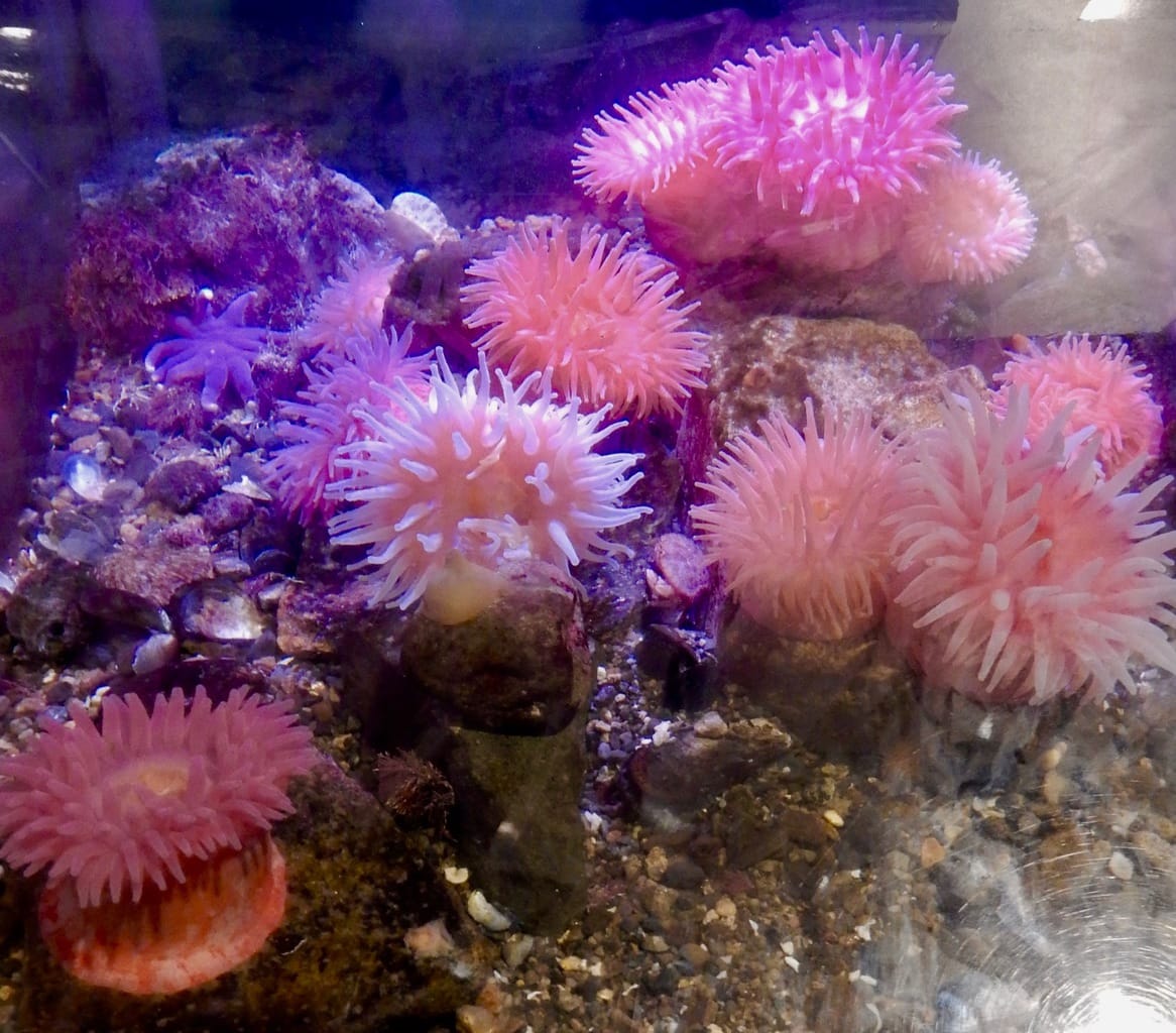 Red Anemone from Gulf of Maine Seacoast Science Center Rye NH