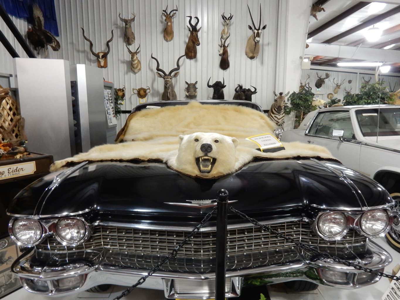 Polar Bear Skin on Car Hood, Grice Clearfield Community Museum PA
