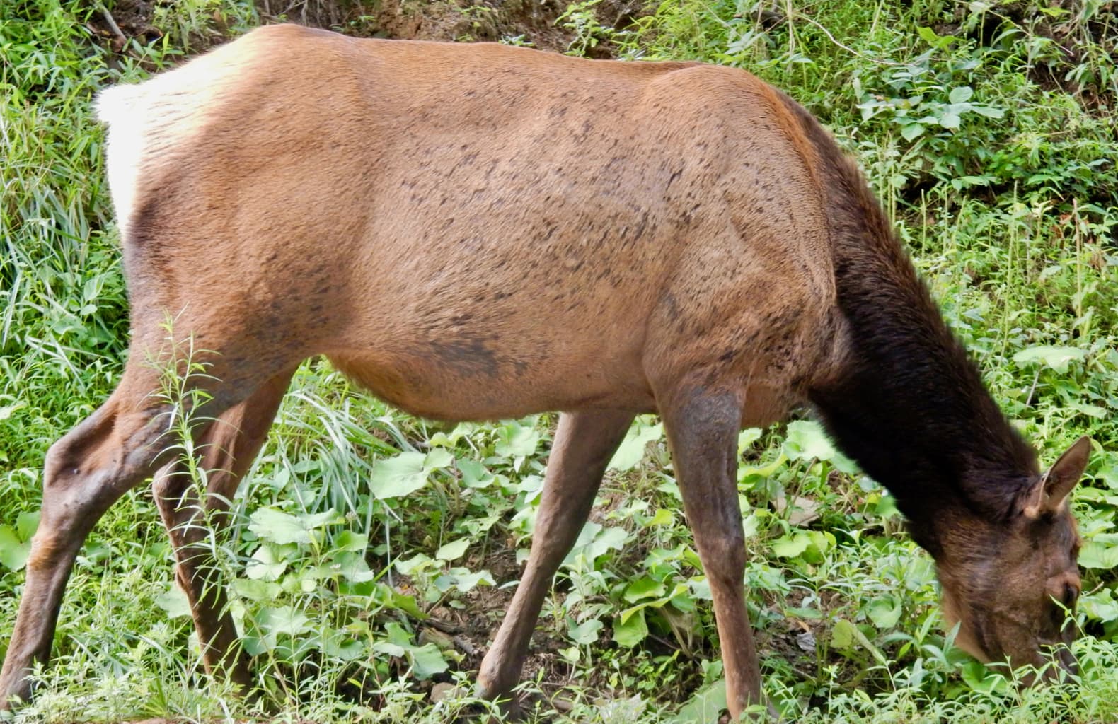 Elk unafraid in Elk County PA