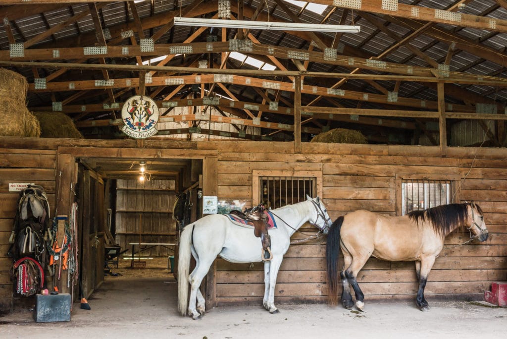 Horses in the barn at Juckas Stables.