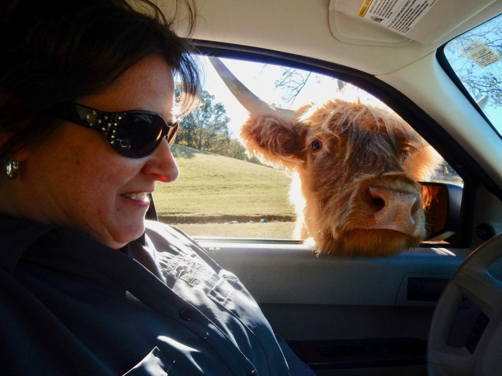 Steer peering through car window at Virginia Safari Park Lexington VA