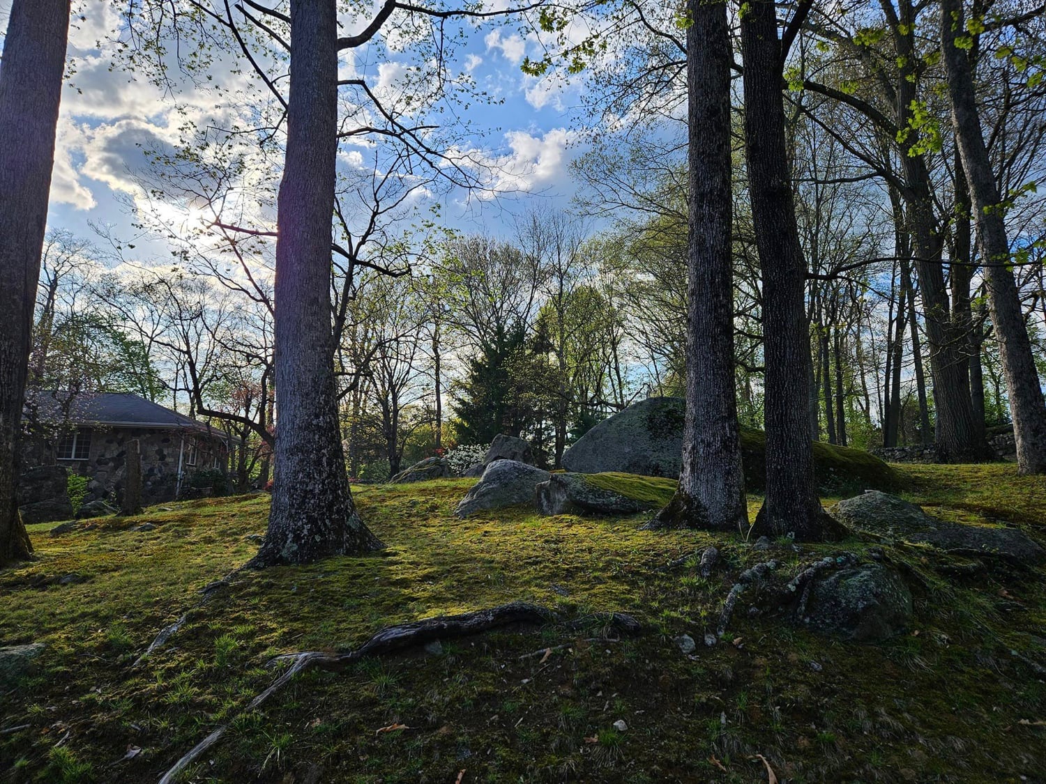 Stamford CT neighborhood greenery