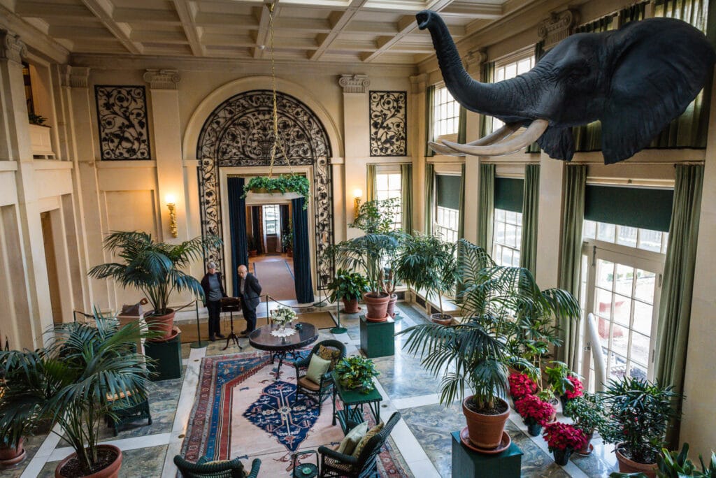 Elephant head trophy displayed in room decorated for Christmas at Eastman Museum.