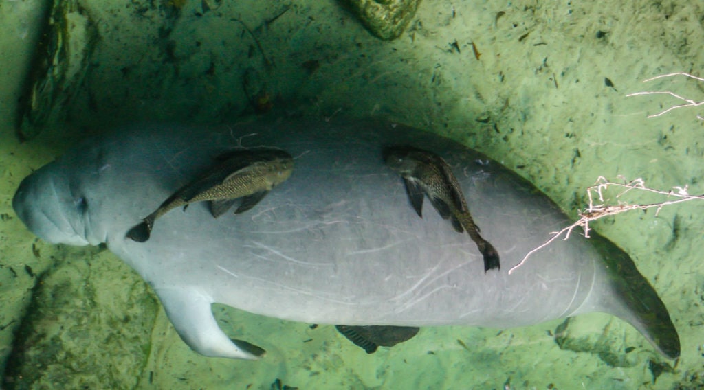 A manatee at Blue Springs in Florida.