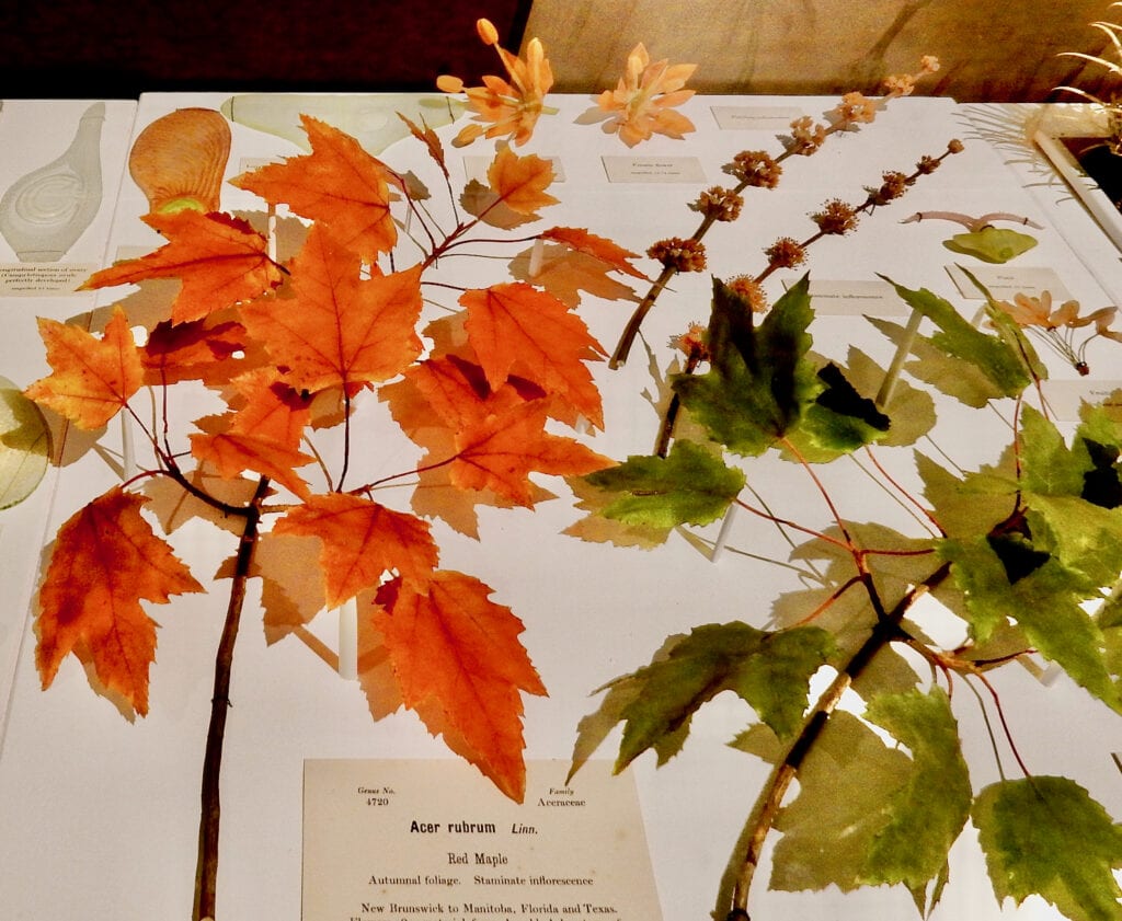 Glass leaves at Harvard Museum of Natural History Cambridge MA