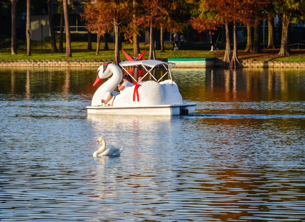 A single white swan glides in front of swan boat pedaled by a couple at Lake Eola in Florida.