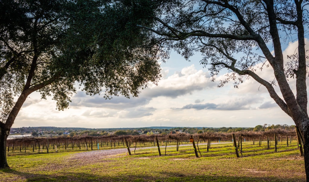 Vineyards at Lakeridge Winery in Clermont Florida.