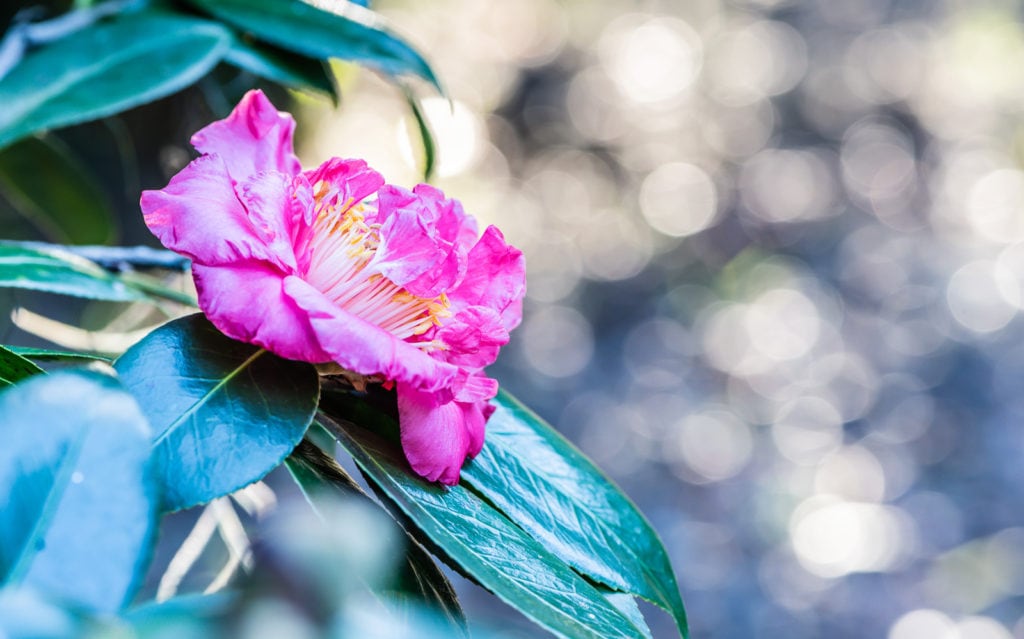 Pink Camellia Japonica 'R.L. Wheeler' at Leu Gardens in Orlando Florida