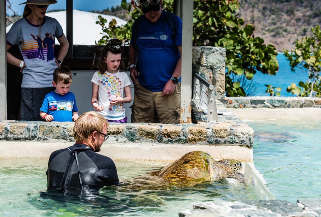 Coral World Sea Turtle Exhibit