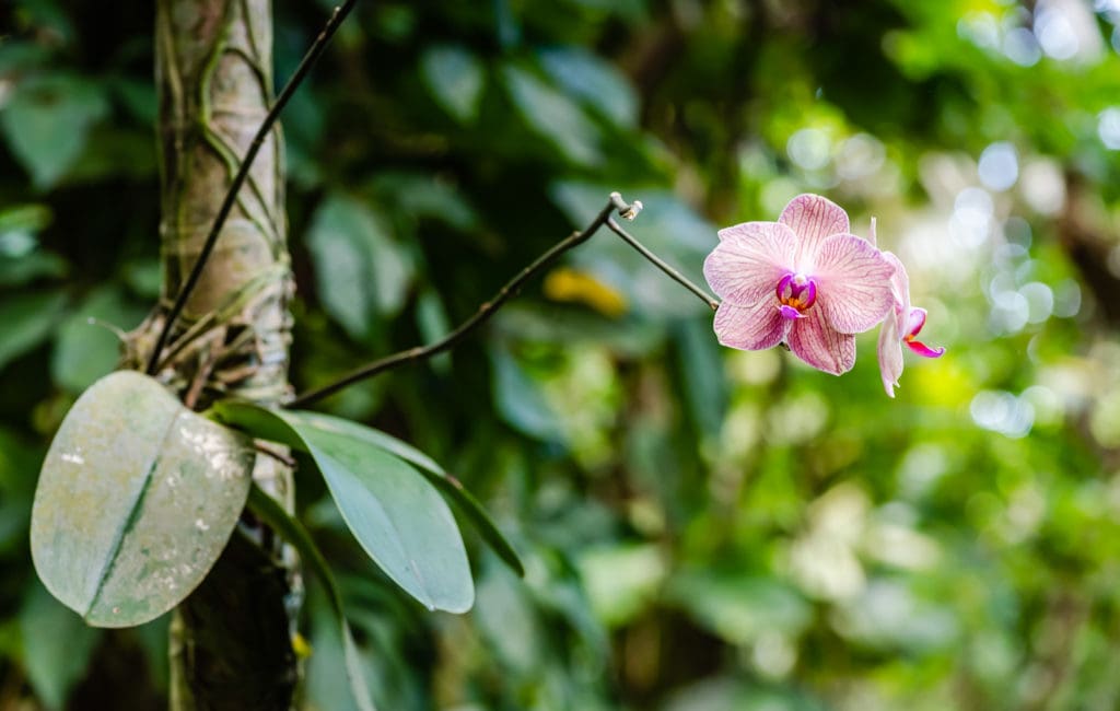 Orchid bloom at Phantasea Botanical Garden in St. Thomas US Virgin Islands