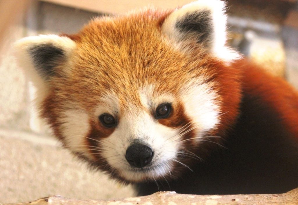 Jacob the Red Panda Buttonwood Park Zoo New Bedford MA