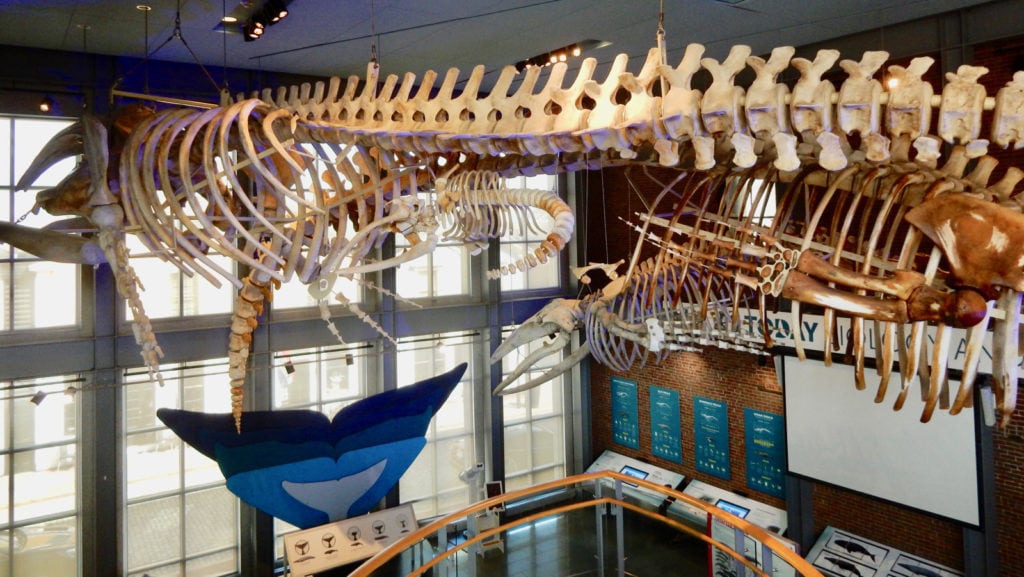 Mother Baby Whale Skeleton New Bedford MA Whaling Museum