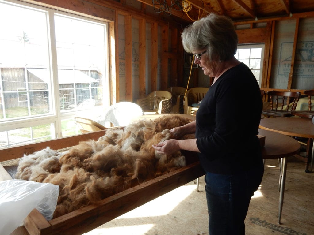 Gail Marsh sorting alpaca hair Home Again Alpaca Farm NY