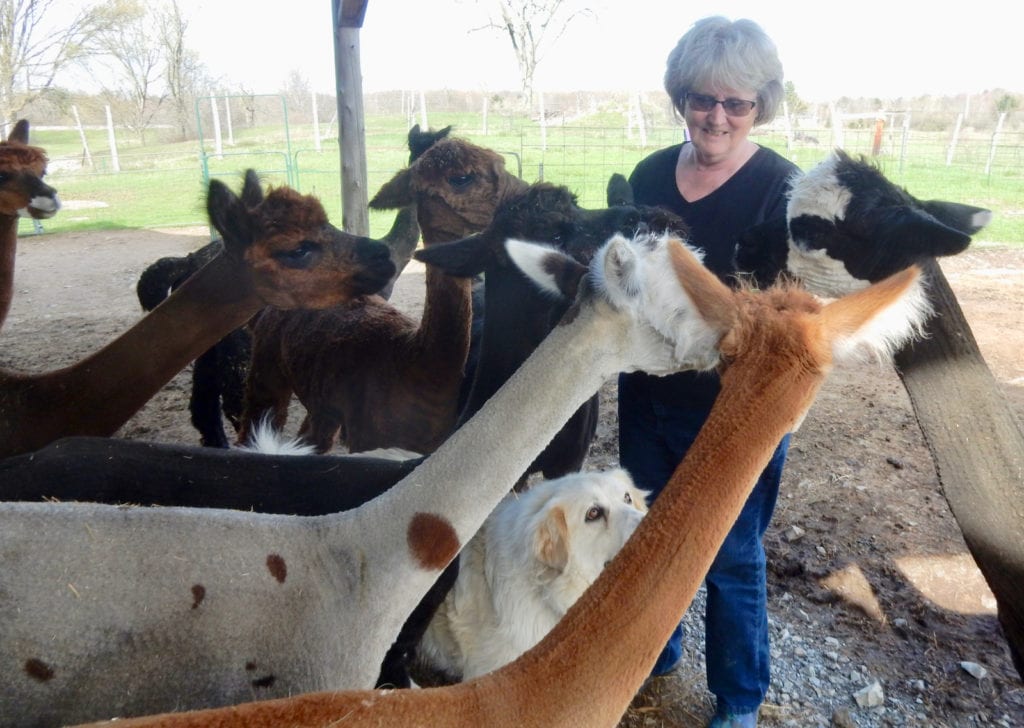 Home Again Alpaca Farm Theresa NY