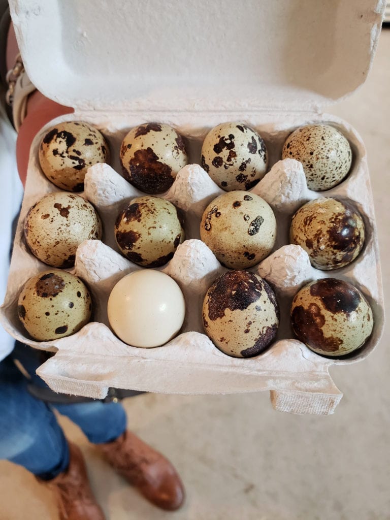 Quail Eggs The Hickories Ridgefield CT