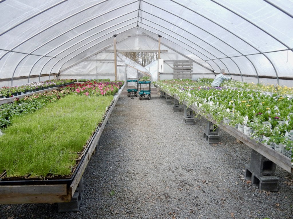 Interior Rhodes Greenhouses Henderson NY