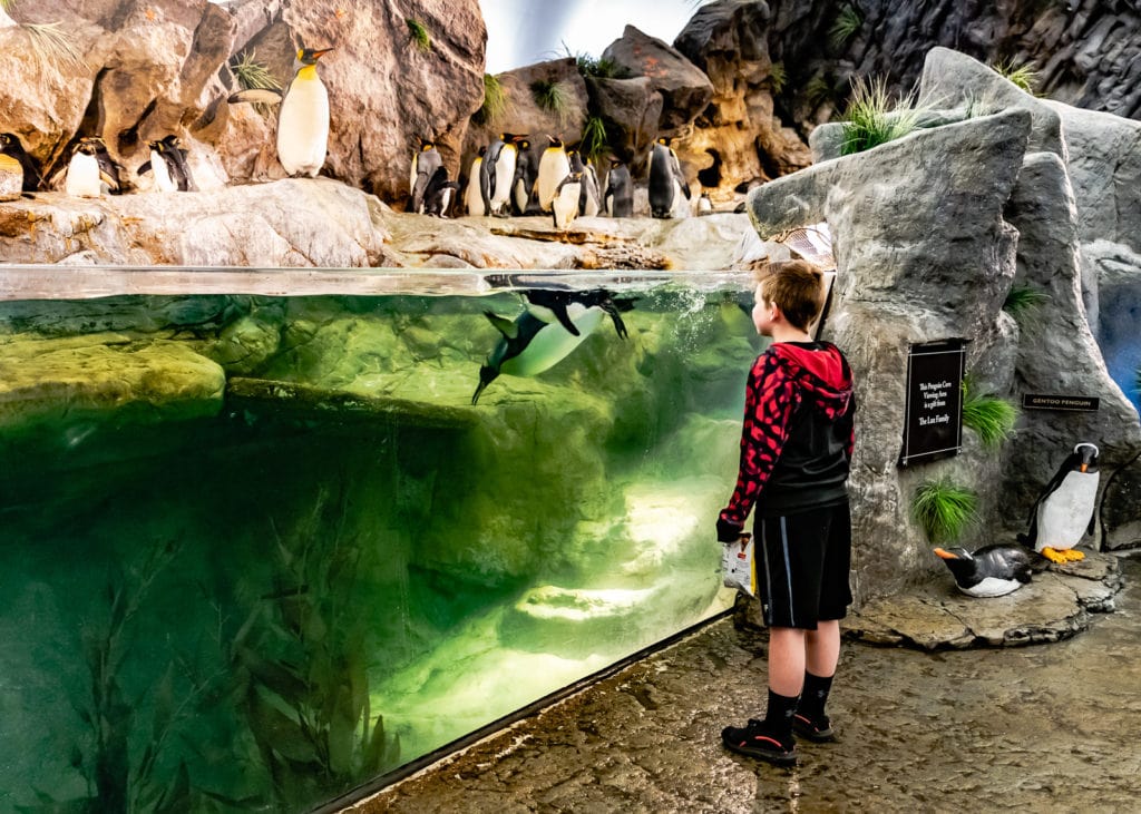 Boy stares at diving penguin at St Louis Zoo.