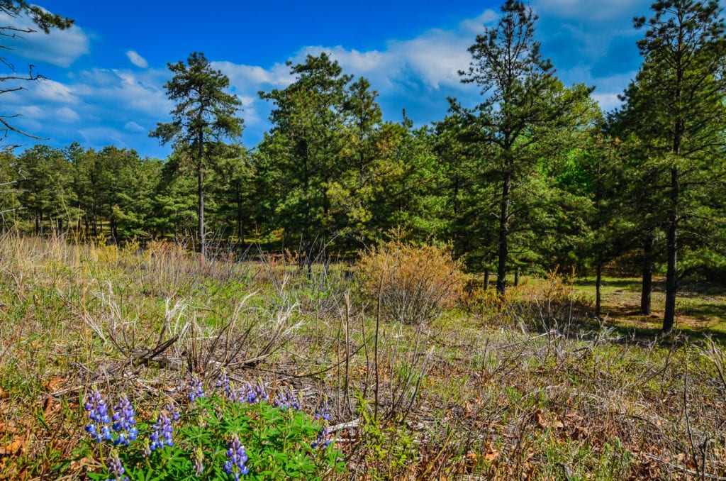 Lupines bloom on the pine barrens of Pine Bush Preserve in Albany, New York.