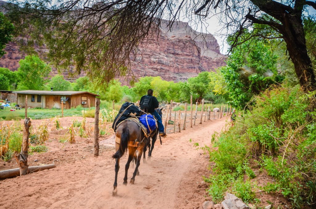 Mule pack enters Supai Village.