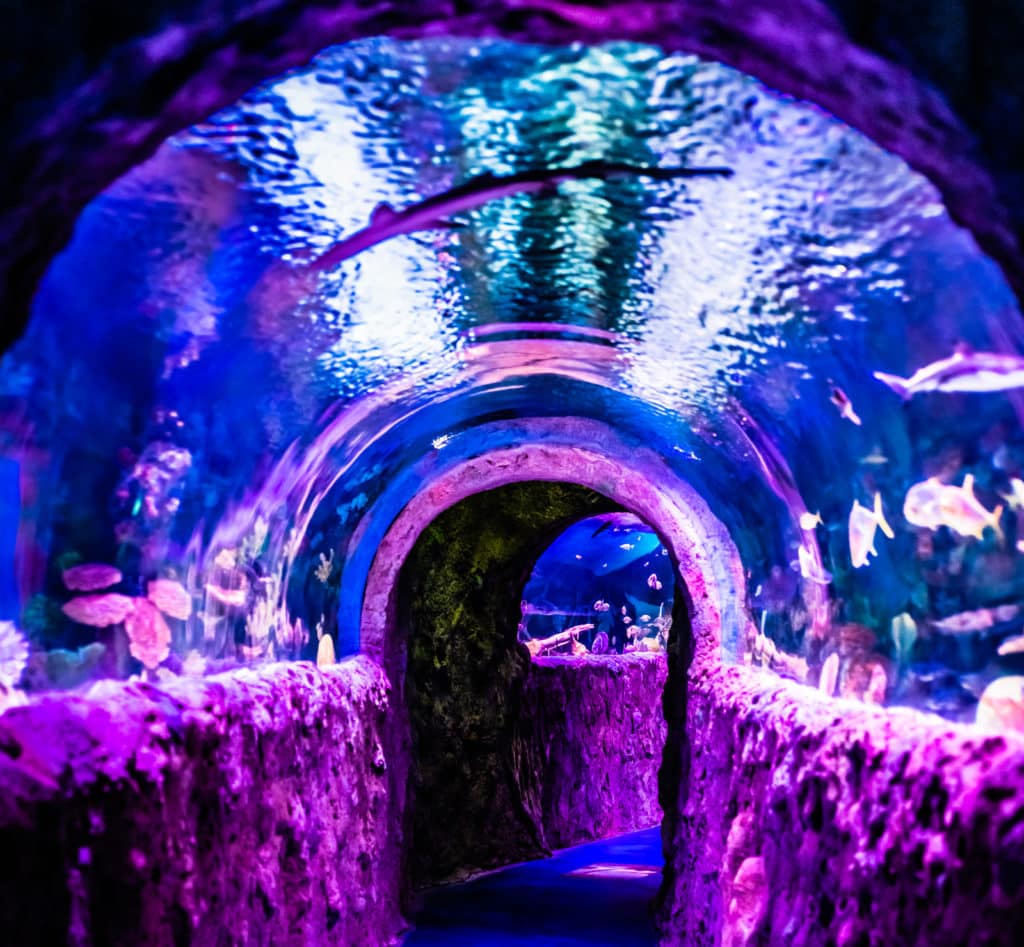 VIA Aquarium tunnel
