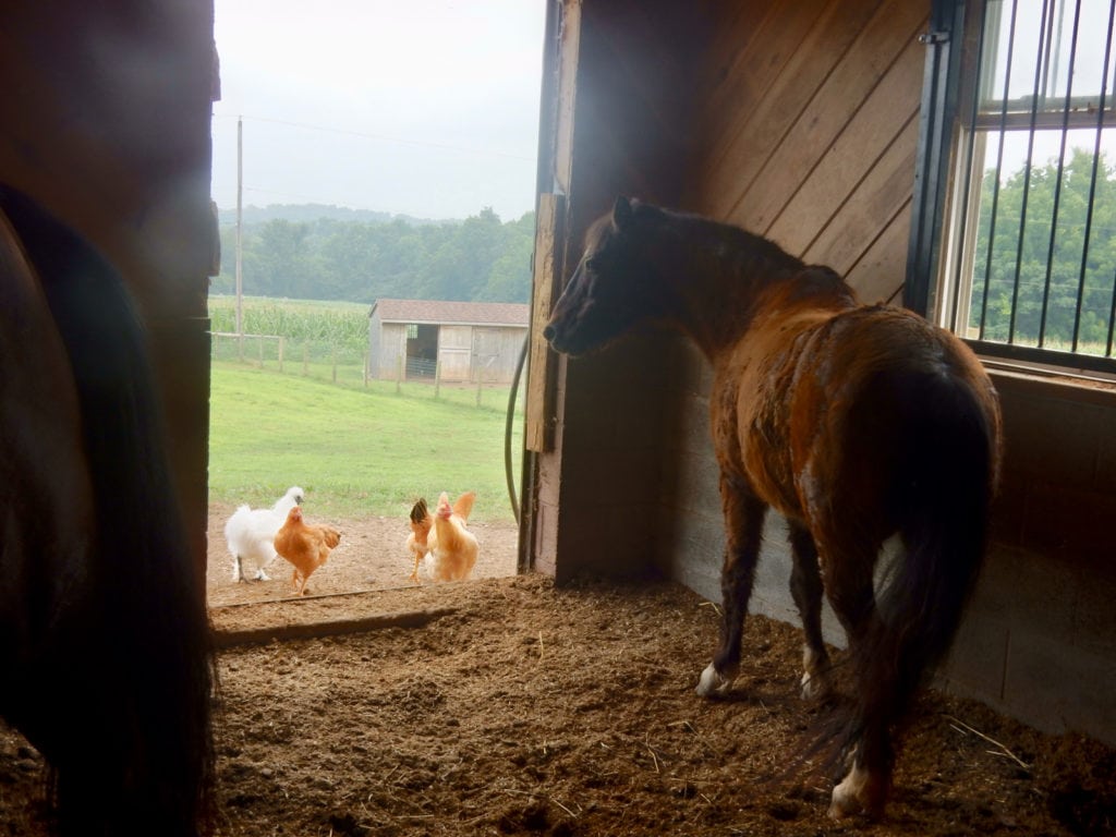 Horse and chickens in Amish Farm Stables Lancaster County PA
