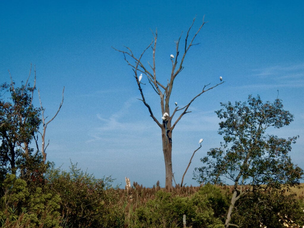 Egrets on trees at Bombay Hook National Wildlife Refuge Smyrna DE