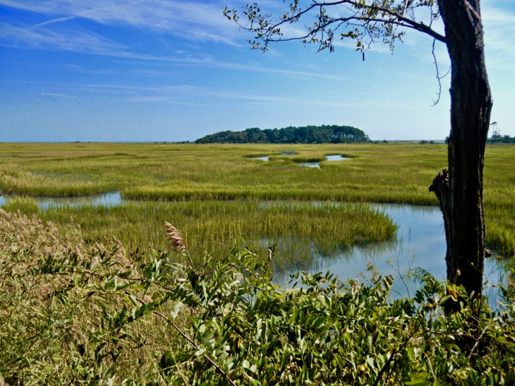 Salt marsh Eastern Shore National Wildlife Refuge