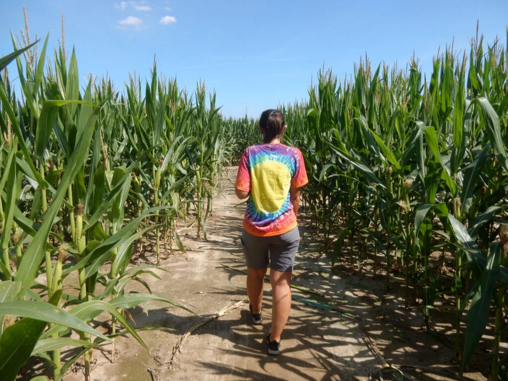 Fifer Orchards Corn Maze DE