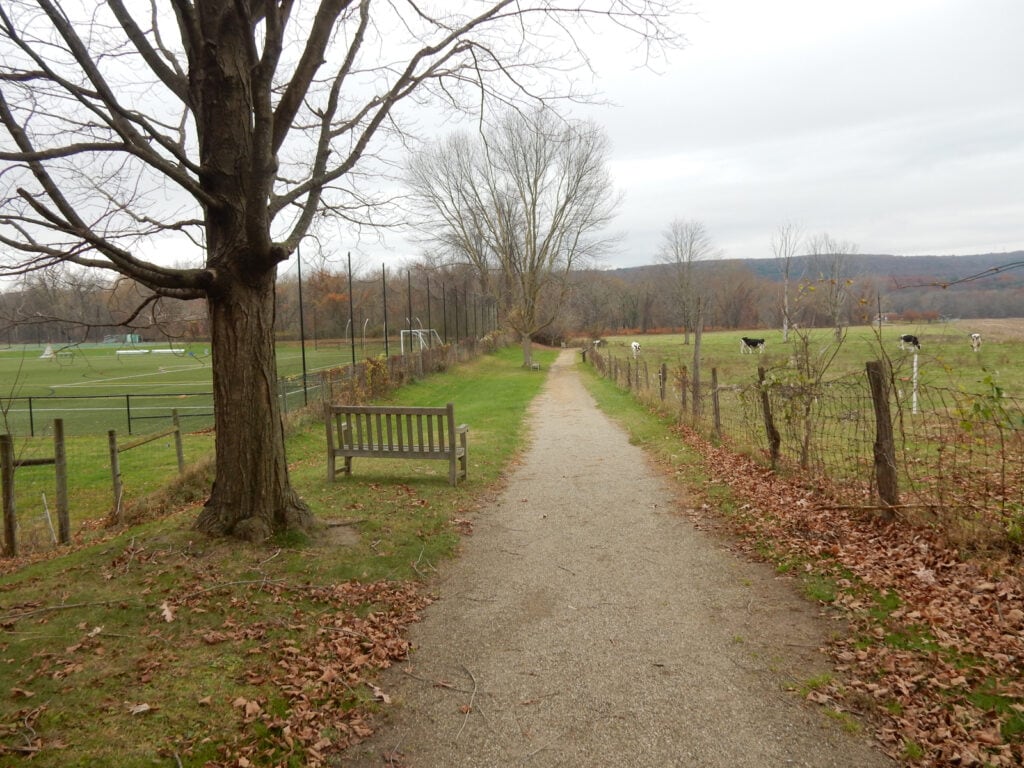 Cows Sports on Channing-Blake Footpath Deerfield MA