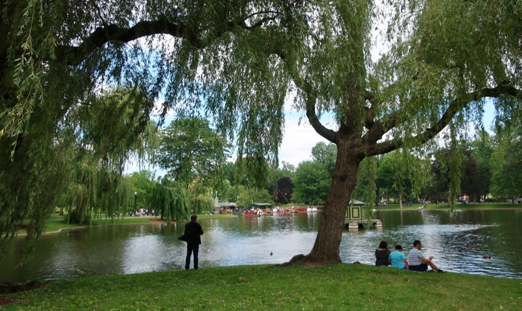 Boston Common Swan Boat pond from its banks.