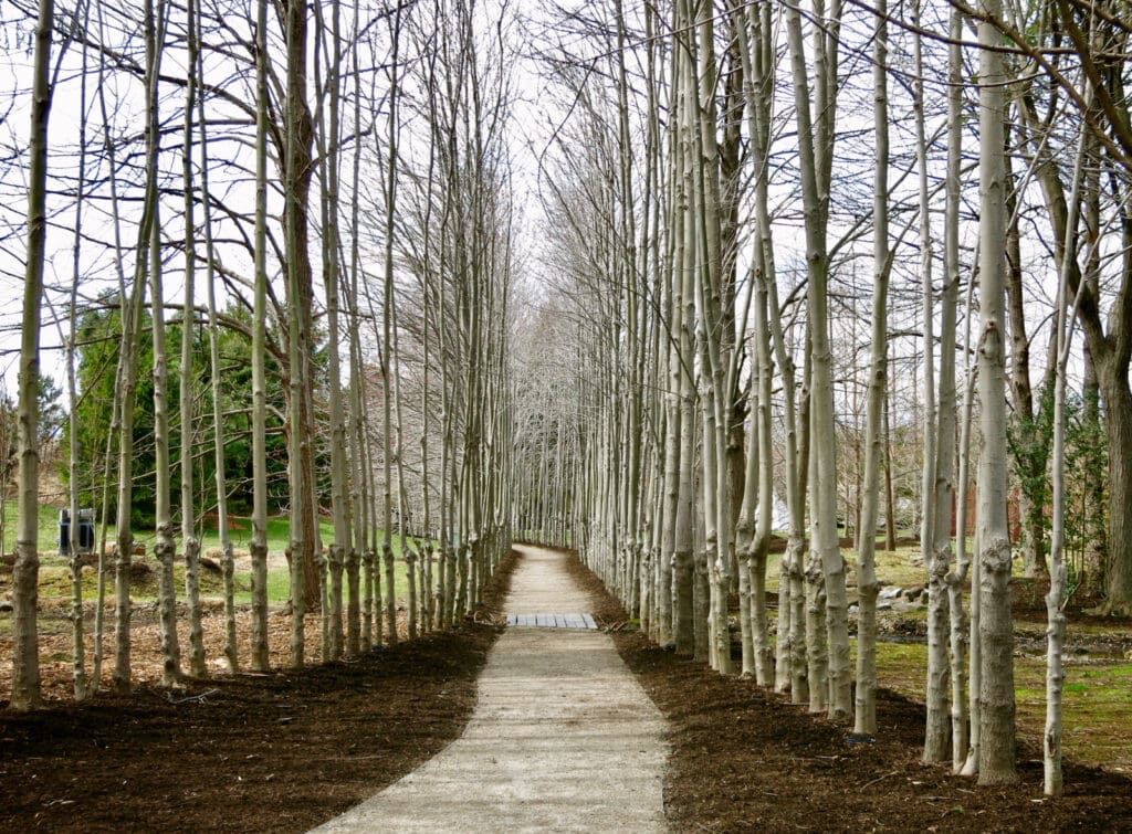 Birch Trees Grounds for Sculpture NJ