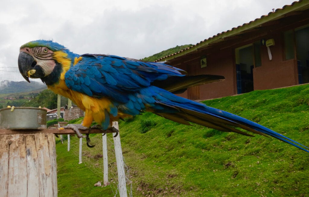 Rescued Parrot - CCOCHAHUASI ANIMAL SANCTUARY Peru