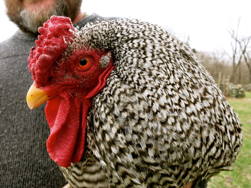 Rooster Coggeshall Farm Bristol RI